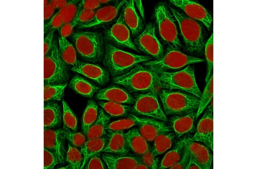 Immunofluorescence - Anti-Cytokeratin 18 Antibody [KRT18/1190] - BSA and Azide free (A252371) - Antibodies.com