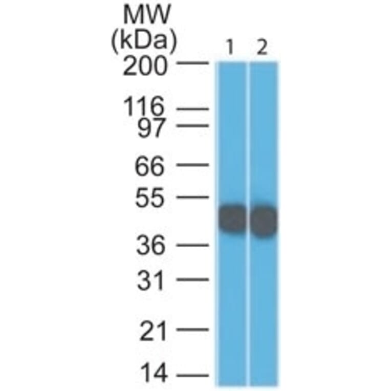 Western Blot - Anti-Cytokeratin 18 Antibody [DC10] - BSA and Azide free (A252374) - Antibodies.com