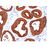 Immunohistochemistry - Anti-Cytokeratin 18 Antibody [DC10] - BSA and Azide free (A252373) - Antibodies.com