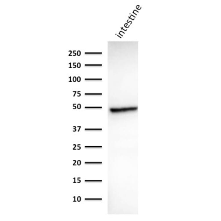 Western Blot - Anti-Cytokeratin 18 Antibody [DC10] - BSA and Azide free (A252374) - Antibodies.com