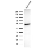 Western Blot - Anti-Cytokeratin 18 Antibody [DC10] - BSA and Azide free (A252374) - Antibodies.com