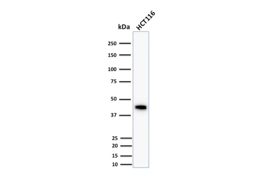 Western Blot - Anti-Cytokeratin 18 Antibody [DC10] - BSA and Azide free (A252374) - Antibodies.com