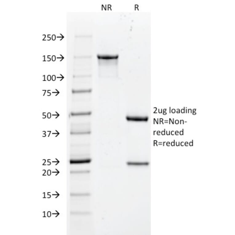 SDS-PAGE - Anti-Cytokeratin 18 Antibody [DC10] - BSA and Azide free (A252374) - Antibodies.com