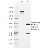 SDS-PAGE - Anti-Cytokeratin 18 Antibody [DC10] - BSA and Azide free (A252374) - Antibodies.com