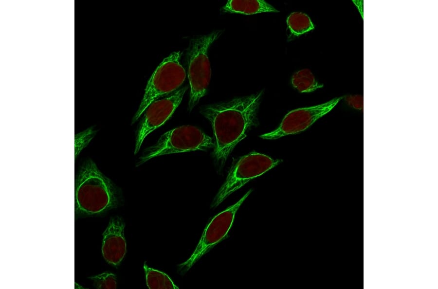 Immunofluorescence - Anti-Cytokeratin 18 Antibody [SPM265] - BSA and Azide free (A252374) - Antibodies.com