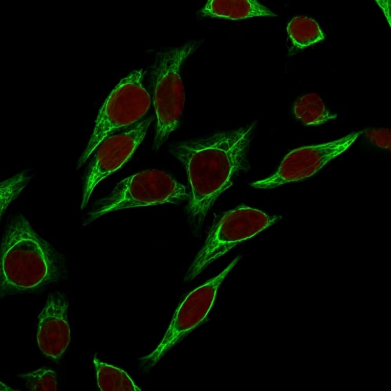 Immunofluorescence - Anti-Cytokeratin 18 Antibody [SPM265] - BSA and Azide free (A252374) - Antibodies.com