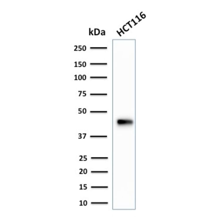 Western Blot - Anti-Cytokeratin 18 Antibody [SPM265] - BSA and Azide free (A252375) - Antibodies.com
