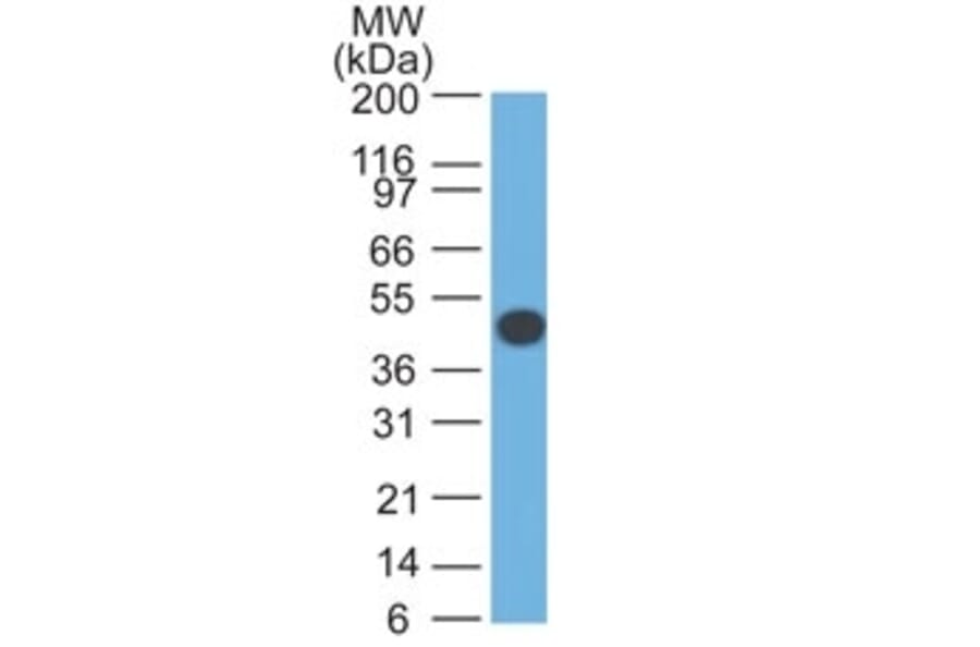 Western Blot - Anti-Cytokeratin 18 Antibody [DA7] - BSA and Azide free (A252376) - Antibodies.com