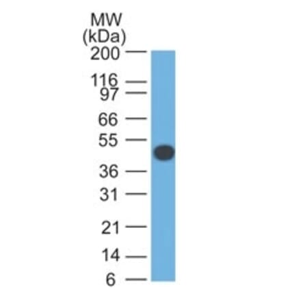 Western Blot - Anti-Cytokeratin 18 Antibody [DA7] - BSA and Azide free (A252376) - Antibodies.com