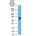 Western Blot - Anti-Cytokeratin 18 Antibody [DA7] - BSA and Azide free (A252376) - Antibodies.com