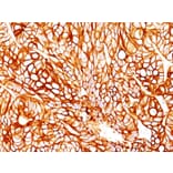 Immunohistochemistry - Anti-Cytokeratin 18 Antibody [DA7] - BSA and Azide free (A252376) - Antibodies.com