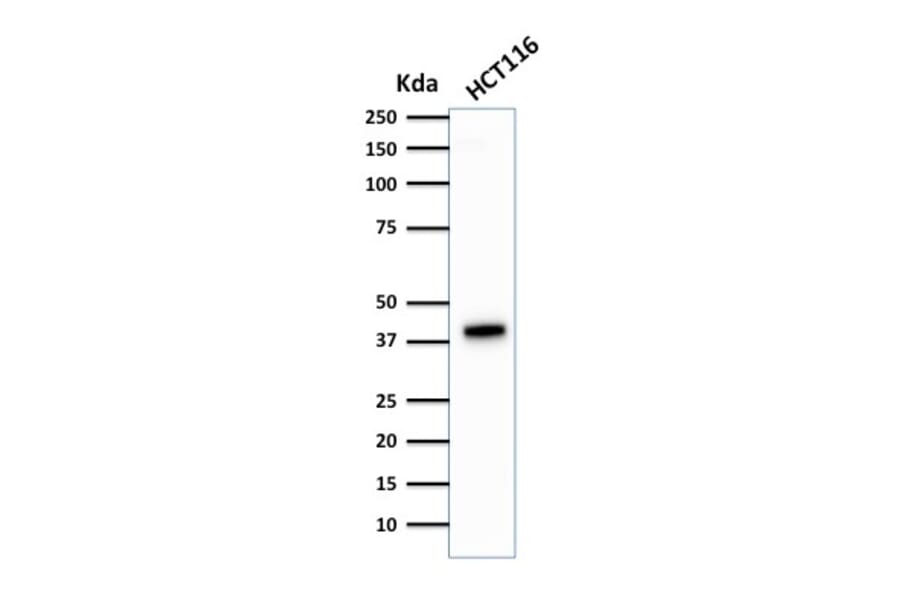 Western Blot - Anti-Cytokeratin 18 Antibody [DA7] - BSA and Azide free (A252376) - Antibodies.com