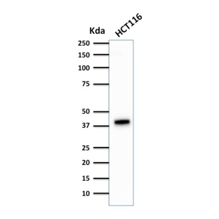 Western Blot - Anti-Cytokeratin 18 Antibody [DA7] - BSA and Azide free (A252376) - Antibodies.com