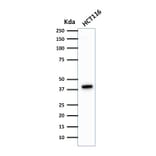 Western Blot - Anti-Cytokeratin 18 Antibody [DA7] - BSA and Azide free (A252376) - Antibodies.com