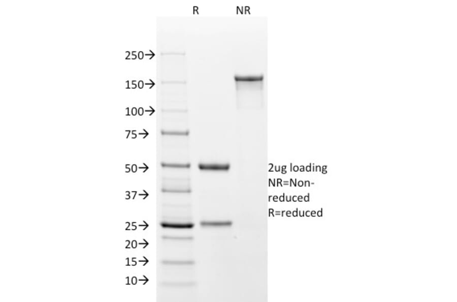 SDS-PAGE - Anti-Cytokeratin 18 Antibody [DA7] - BSA and Azide free (A252376) - Antibodies.com