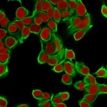 Immunofluorescence - Anti-Cytokeratin 18 Antibody [DA7] - BSA and Azide free (A252375) - Antibodies.com