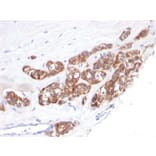 Immunohistochemistry - Anti-Cytokeratin 18 Antibody [SPM510] - BSA and Azide free (A252377) - Antibodies.com
