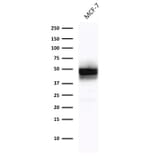 Western Blot - Anti-Cytokeratin 18 Antibody [DE-K18] - BSA and Azide free (A252378) - Antibodies.com