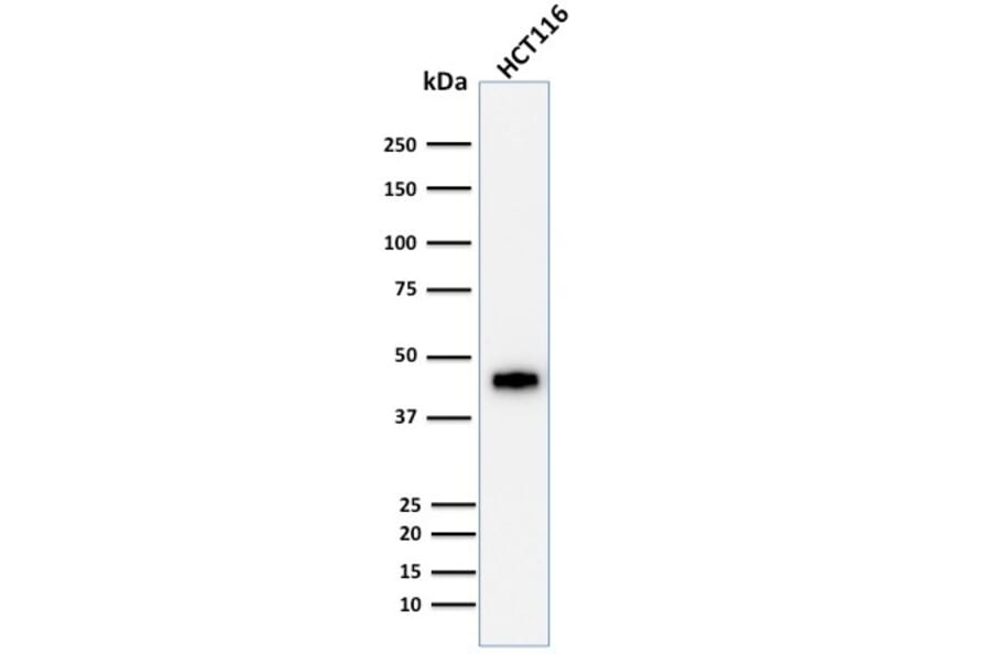 Western Blot - Anti-Cytokeratin 18 Antibody [DE-K18] - BSA and Azide free (A252378) - Antibodies.com