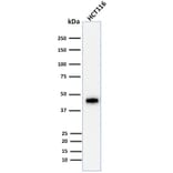 Western Blot - Anti-Cytokeratin 18 Antibody [DE-K18] - BSA and Azide free (A252378) - Antibodies.com