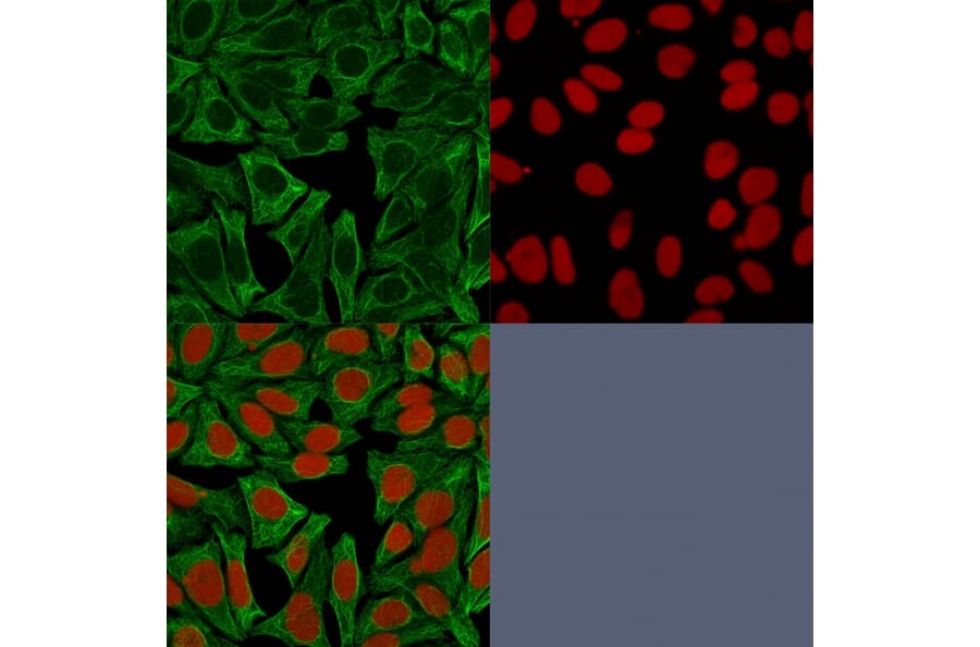 Immunofluorescence - Anti-Cytokeratin 18 Antibody [DE-K18] - BSA and Azide free (A252378) - Antibodies.com