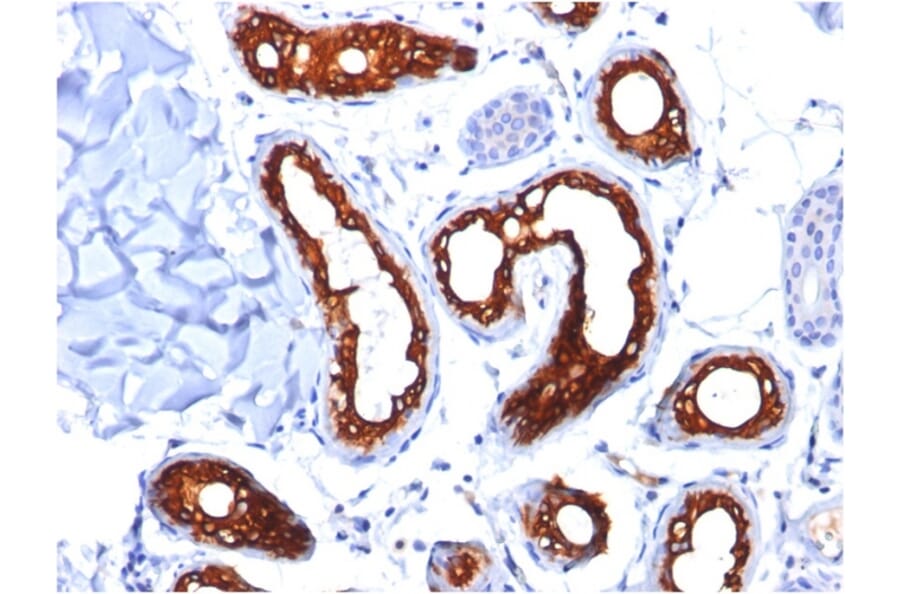 Immunohistochemistry - Anti-Cytokeratin 18 Antibody [KRT18/834] - BSA and Azide free (A252379) - Antibodies.com