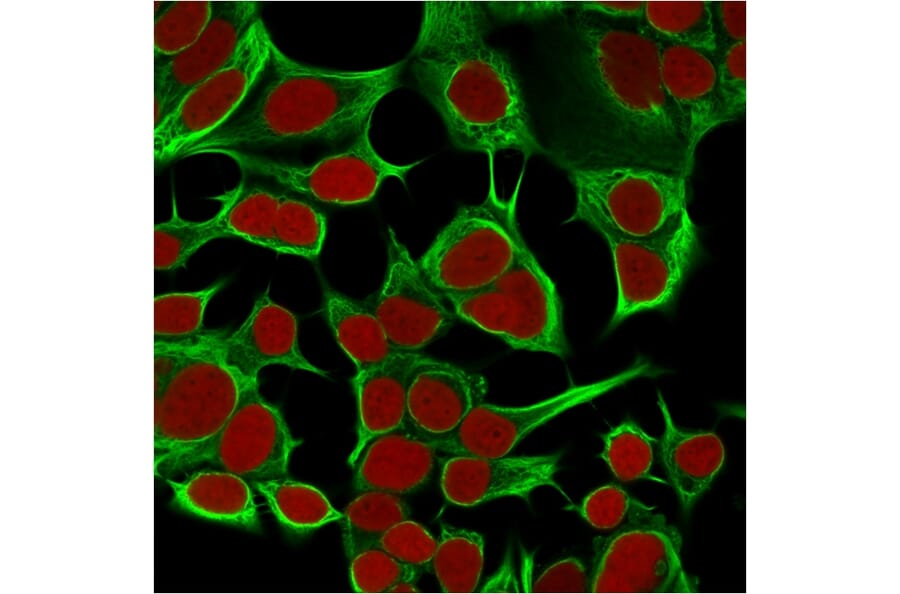 Immunofluorescence - Anti-Cytokeratin 18 Antibody [KRT18/834] - BSA and Azide free (A252379) - Antibodies.com