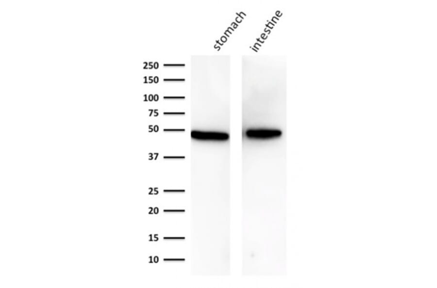 Western Blot - Anti-Cytokeratin 18 Antibody [KRT18/834] - BSA and Azide free (A252379) - Antibodies.com