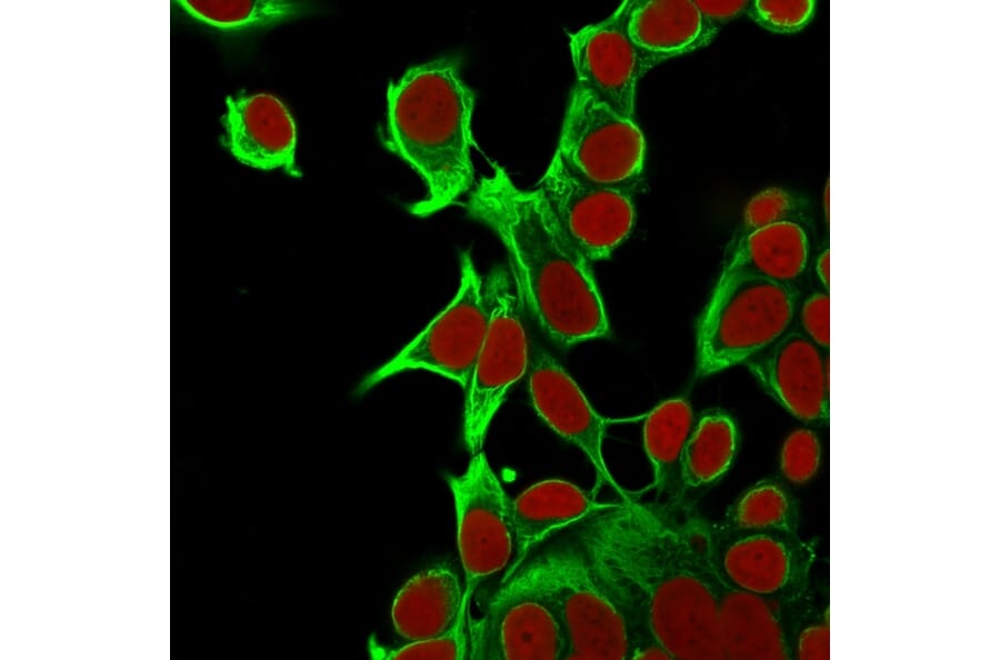 Immunofluorescence - Anti-Cytokeratin 18 Antibody [KRT18/835] - BSA and Azide free (A252380) - Antibodies.com