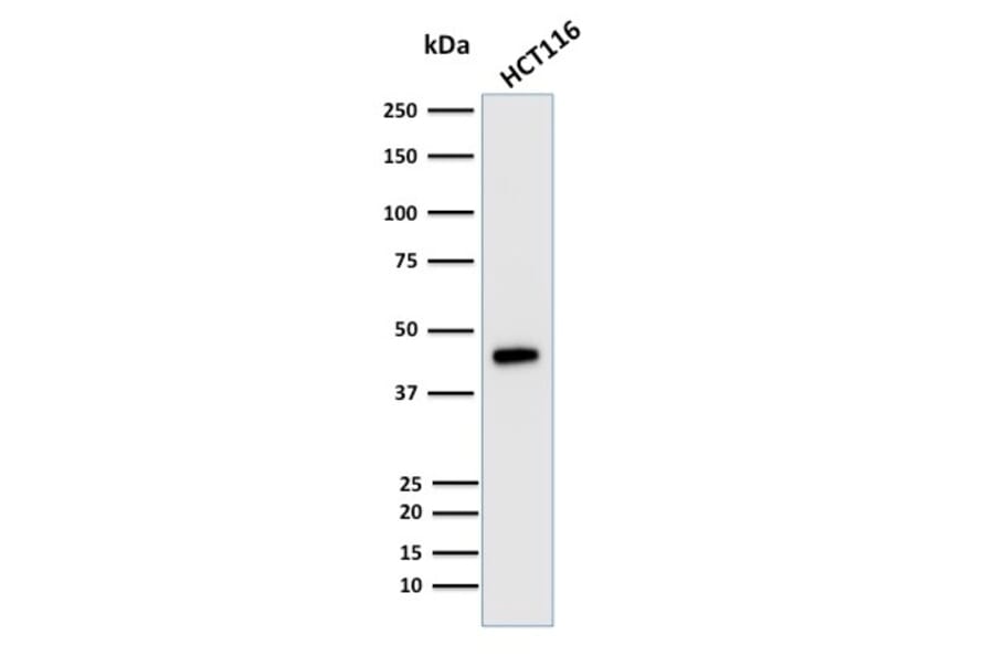 Western Blot - Anti-Cytokeratin 18 Antibody [KRT18/835] - BSA and Azide free (A252380) - Antibodies.com