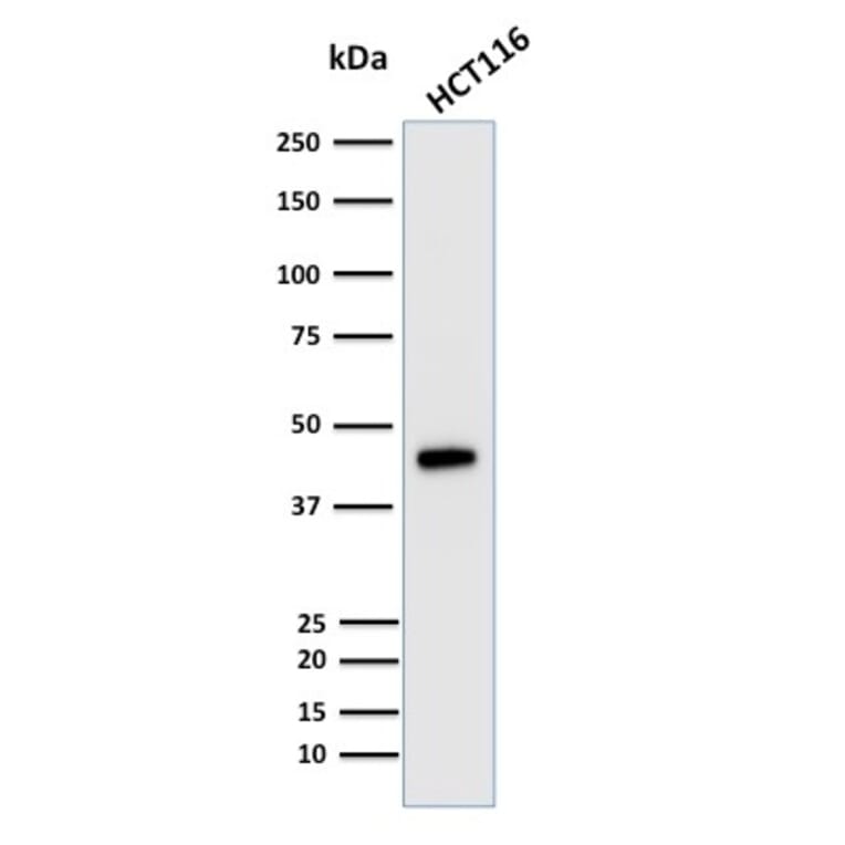 Western Blot - Anti-Cytokeratin 18 Antibody [KRT18/835] - BSA and Azide free (A252380) - Antibodies.com