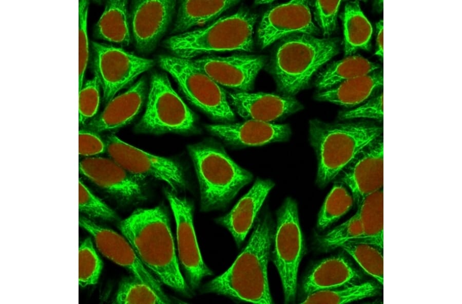 Immunofluorescence - Anti-Cytokeratin 18 Antibody [KRT18/836] - BSA and Azide free (A252381) - Antibodies.com