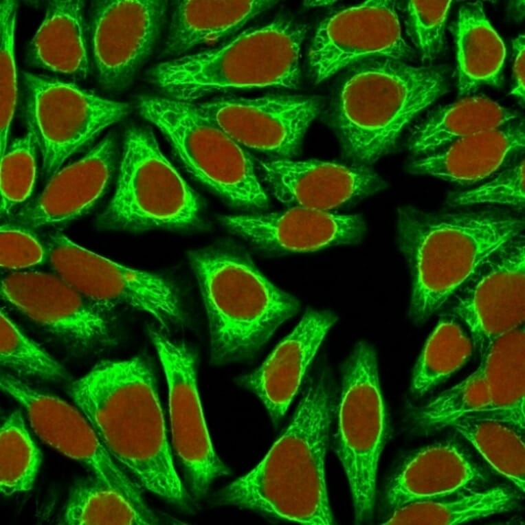 Immunofluorescence - Anti-Cytokeratin 18 Antibody [KRT18/836] - BSA and Azide free (A252381) - Antibodies.com