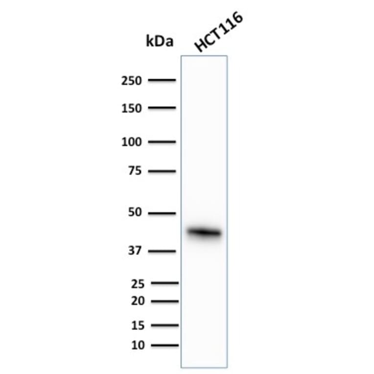 Western Blot - Anti-Cytokeratin 18 Antibody [KRT18/836] - BSA and Azide free (A252381) - Antibodies.com