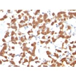 Immunohistochemistry - Anti-Cytokeratin 18 Antibody [C-04] - BSA and Azide free (A252382) - Antibodies.com