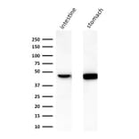 Western Blot - Anti-Cytokeratin 18 Antibody [C-04] - BSA and Azide free (A252382) - Antibodies.com