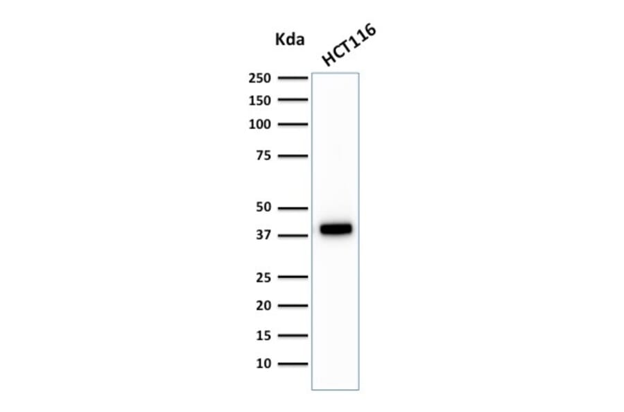 Western Blot - Anti-Cytokeratin 18 Antibody [C-04] - BSA and Azide free (A252382) - Antibodies.com