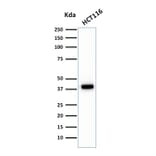 Western Blot - Anti-Cytokeratin 18 Antibody [C-04] - BSA and Azide free (A252382) - Antibodies.com