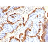 Immunohistochemistry - Anti-Cytokeratin 18 Antibody [Cocktail KRT18] - BSA and Azide free (A252383) - Antibodies.com