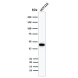 Western Blot - Anti-Cytokeratin 18 Antibody [Cocktail KRT18] - BSA and Azide free (A252383) - Antibodies.com