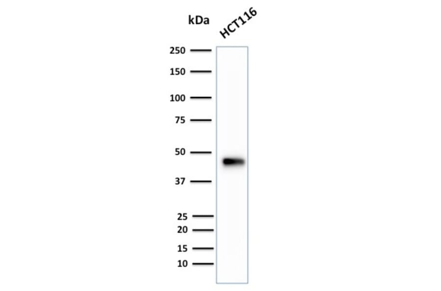Western Blot - Anti-Cytokeratin 18 Antibody [B23.1] - BSA and Azide free (A252384) - Antibodies.com