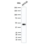 Western Blot - Anti-Cytokeratin 18 Antibody [B23.1] - BSA and Azide free (A252384) - Antibodies.com
