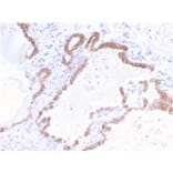 Immunohistochemistry - Anti-Cytokeratin 18 Antibody [KRT18/2808R] - BSA and Azide free (A252385) - Antibodies.com