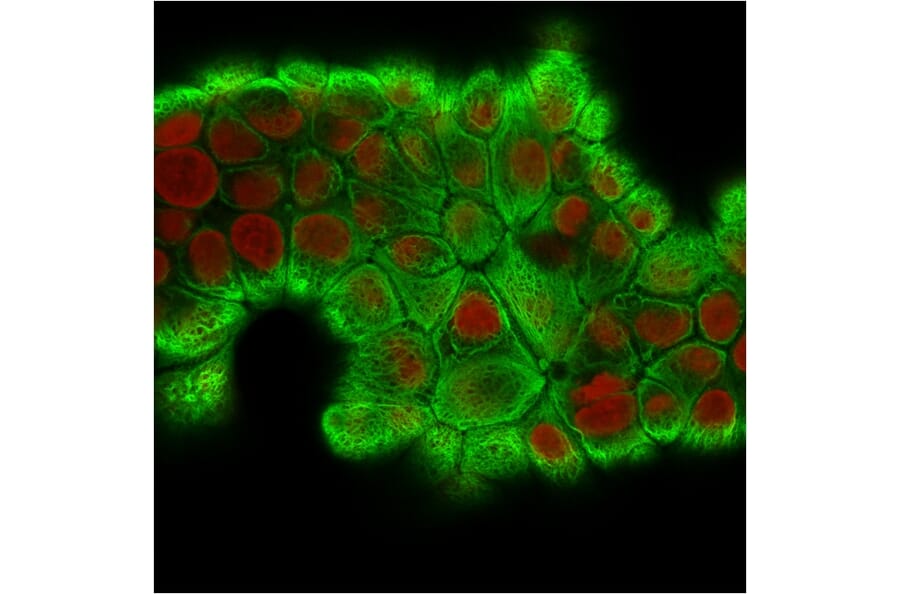 Immunofluorescence - Anti-Cytokeratin 18 Antibody [KRT18/2808R] - BSA and Azide free (A252385) - Antibodies.com