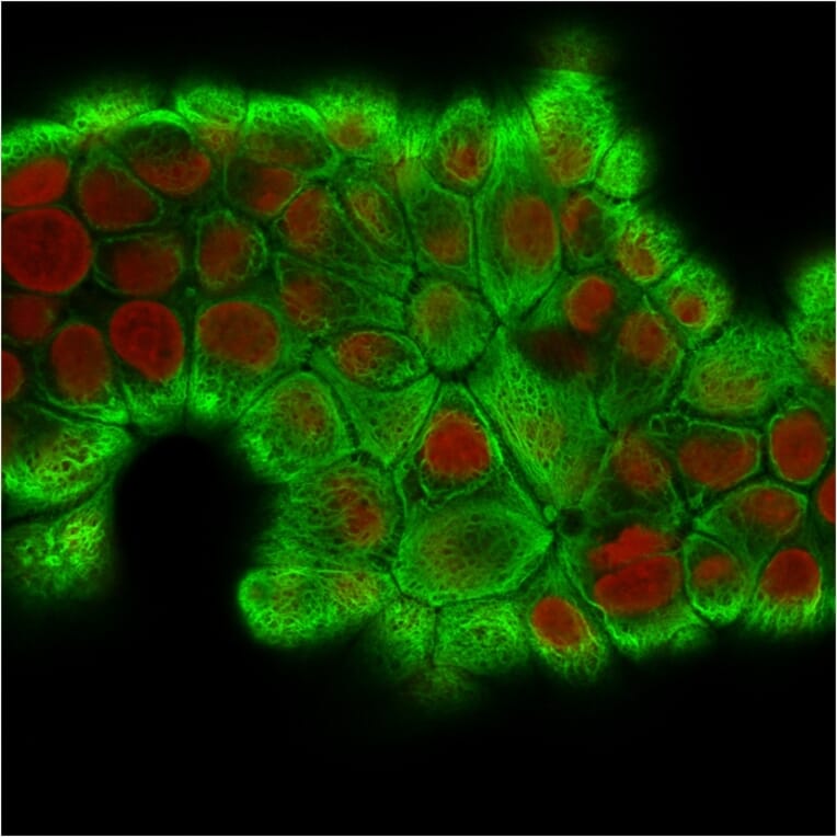 Immunofluorescence - Anti-Cytokeratin 18 Antibody [KRT18/2808R] - BSA and Azide free (A252385) - Antibodies.com