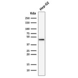 Western Blot - Anti-Cytokeratin 19 Antibody [rKRT19/799] - BSA and Azide free (A252387) - Antibodies.com