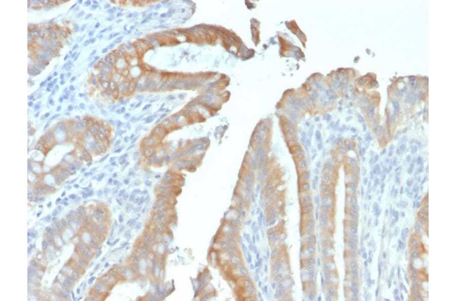 Immunohistochemistry - Anti-Cytokeratin 19 Antibody [rKRT19/799] - BSA and Azide free (A252387) - Antibodies.com