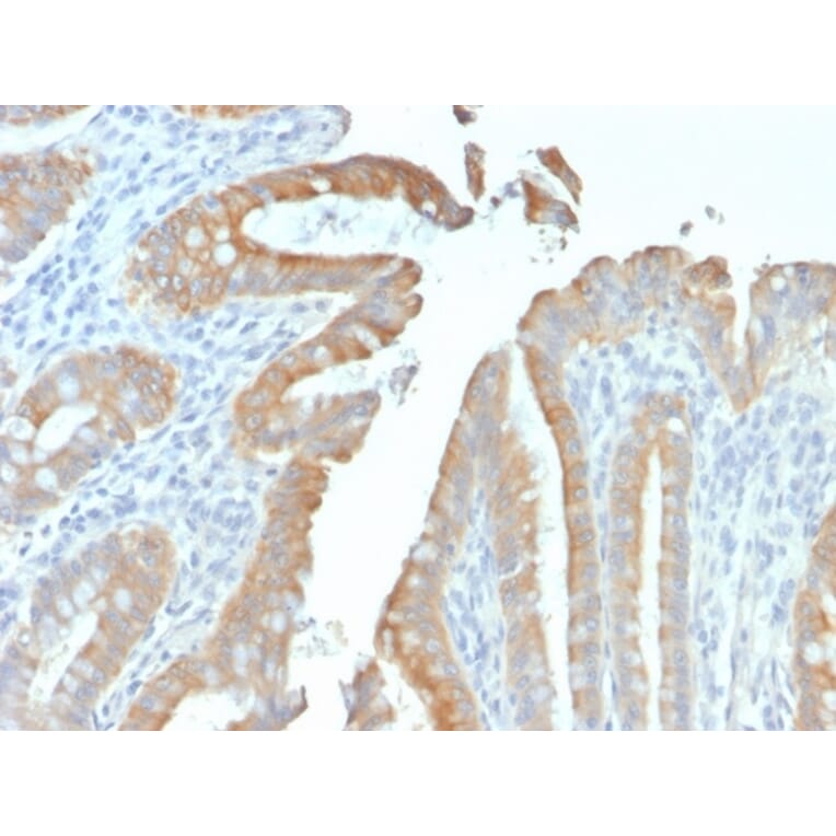 Immunohistochemistry - Anti-Cytokeratin 19 Antibody [rKRT19/799] - BSA and Azide free (A252387) - Antibodies.com