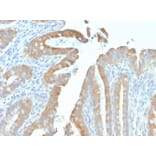 Immunohistochemistry - Anti-Cytokeratin 19 Antibody [rKRT19/799] - BSA and Azide free (A252387) - Antibodies.com