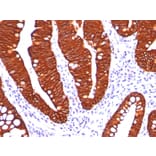 Immunohistochemistry - Anti-Cytokeratin 19 Antibody [A53-B/A2.26] - BSA and Azide free (A252388) - Antibodies.com